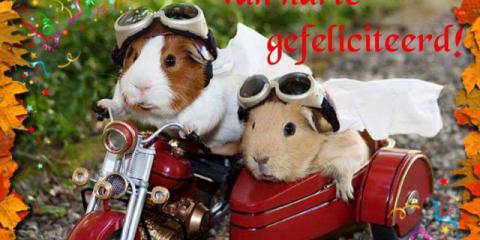 Gitarist -en violist gezocht ...open sollicitatie ;-)