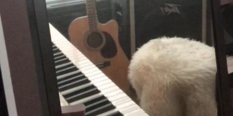 Madelyn Dee, band met eigen werk zoekt bassist(e)