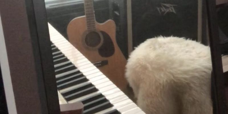 Madelyn Dee, band met eigen werk zoekt bassist(e)